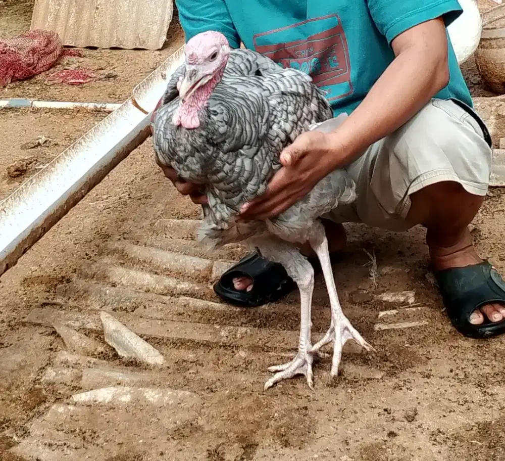 Dijual Ayam Kalkun Dewasa Satu pasang