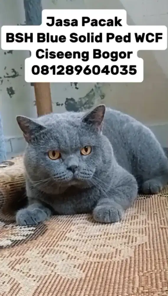 British Shorthair Ped WCF