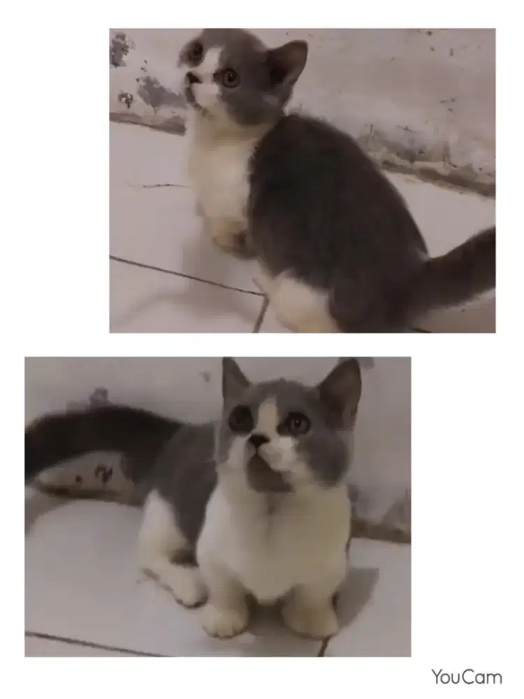 Munchkin BSH Bicolor Female