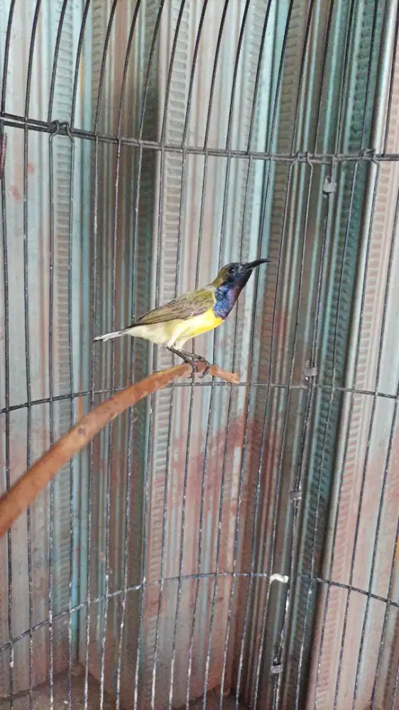 Sogon gacor ngleper rawatan lama