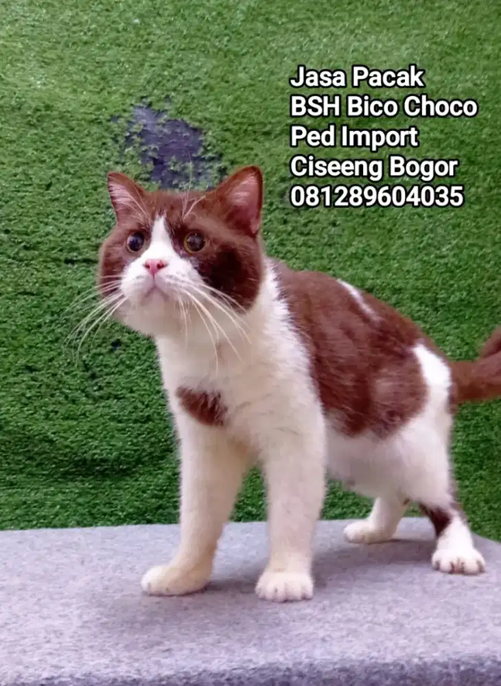 British Shorthair Bicolor import
