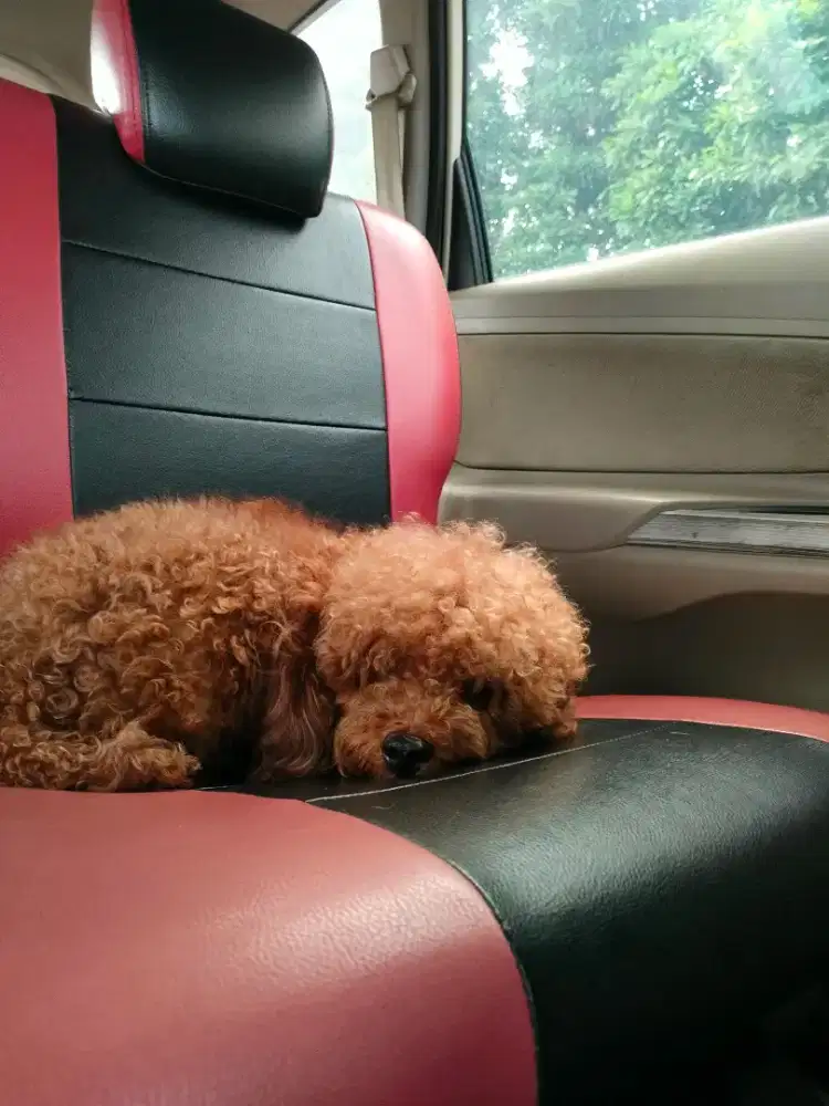 Toy Poodle Jantan 1Tahun