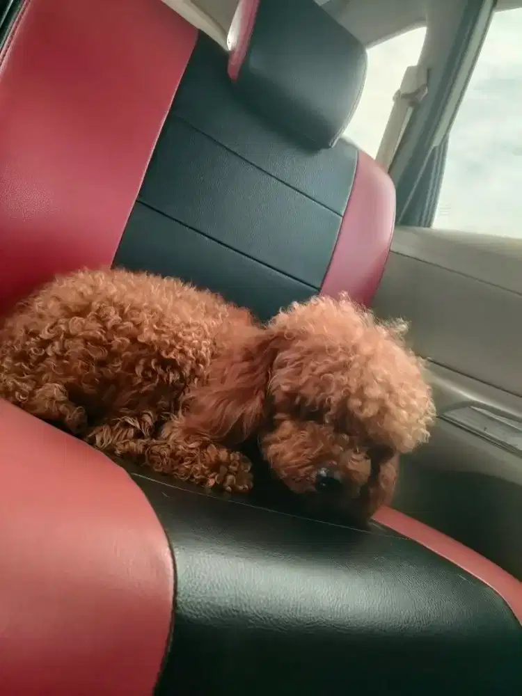Toy Poodle Jantan 1 Tahun