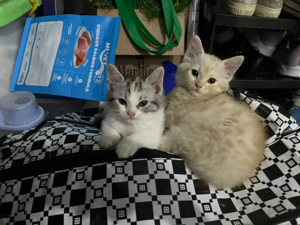 Jual Sepasang Kucing Kitten 2Bln