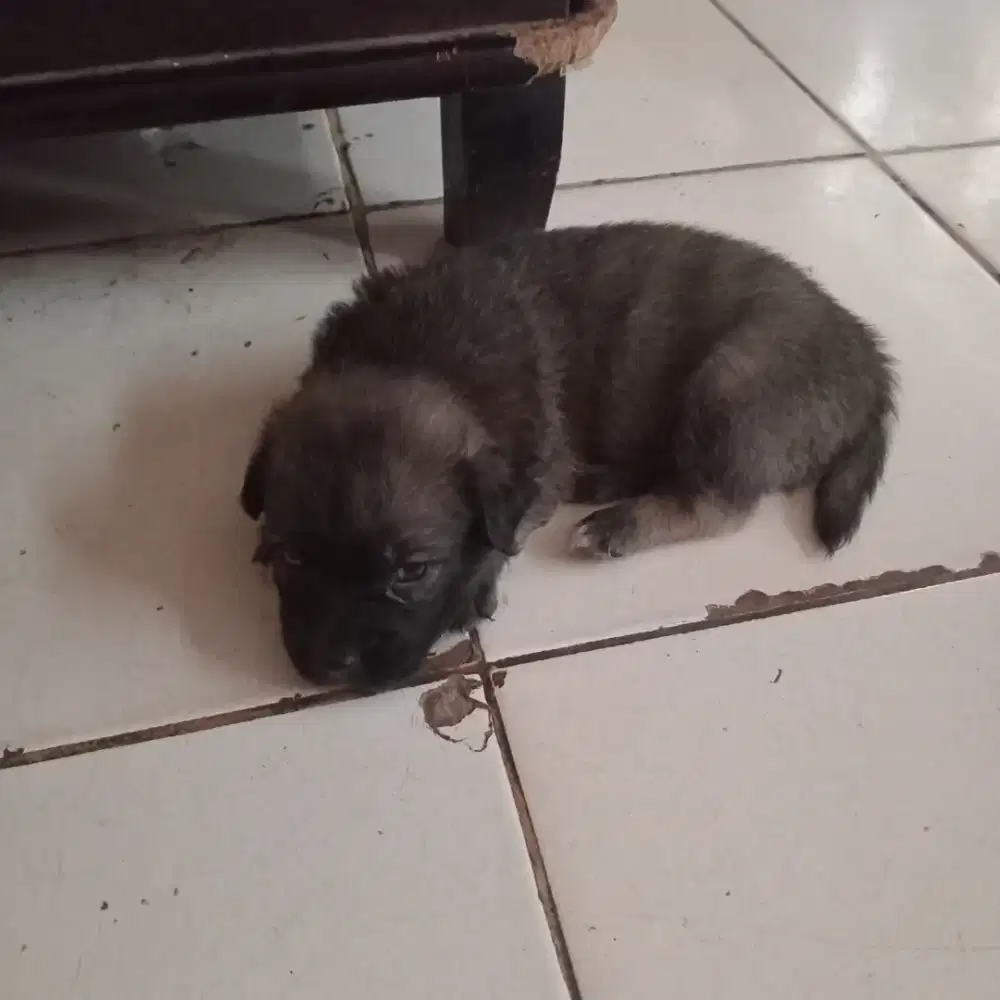 Anak anjing puppy mongrel mix pitbull tekel labrador