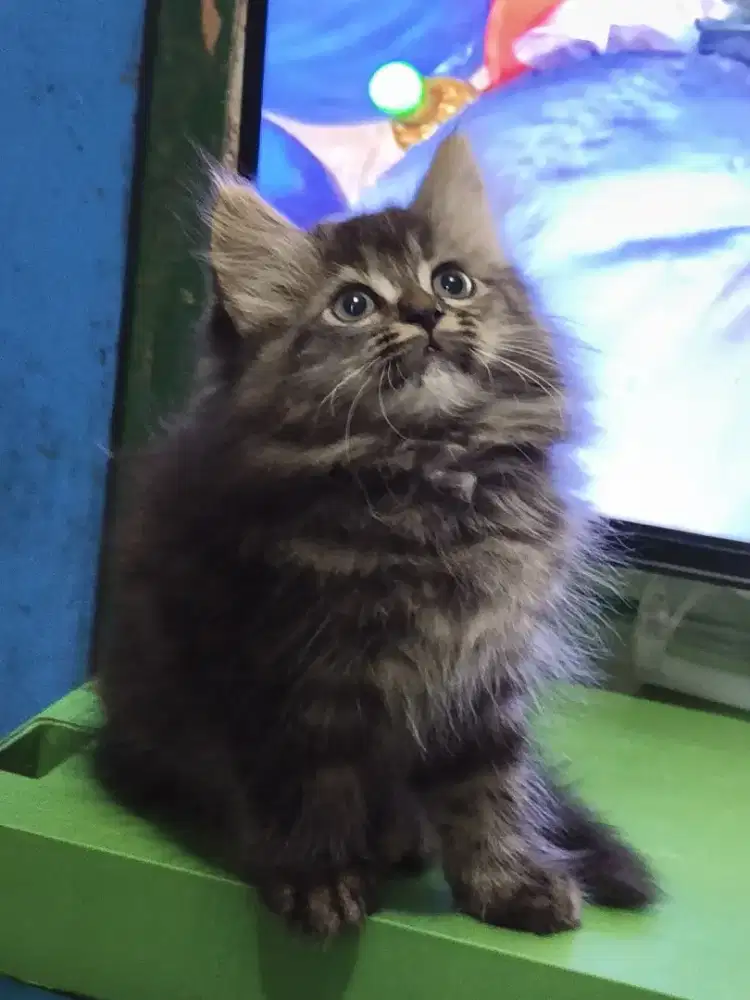 Kucing kitten persia gemoy betina 2ekor