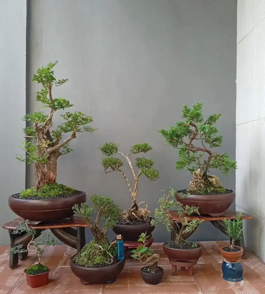 Murah bonsai hias cantik ada 8 pohon