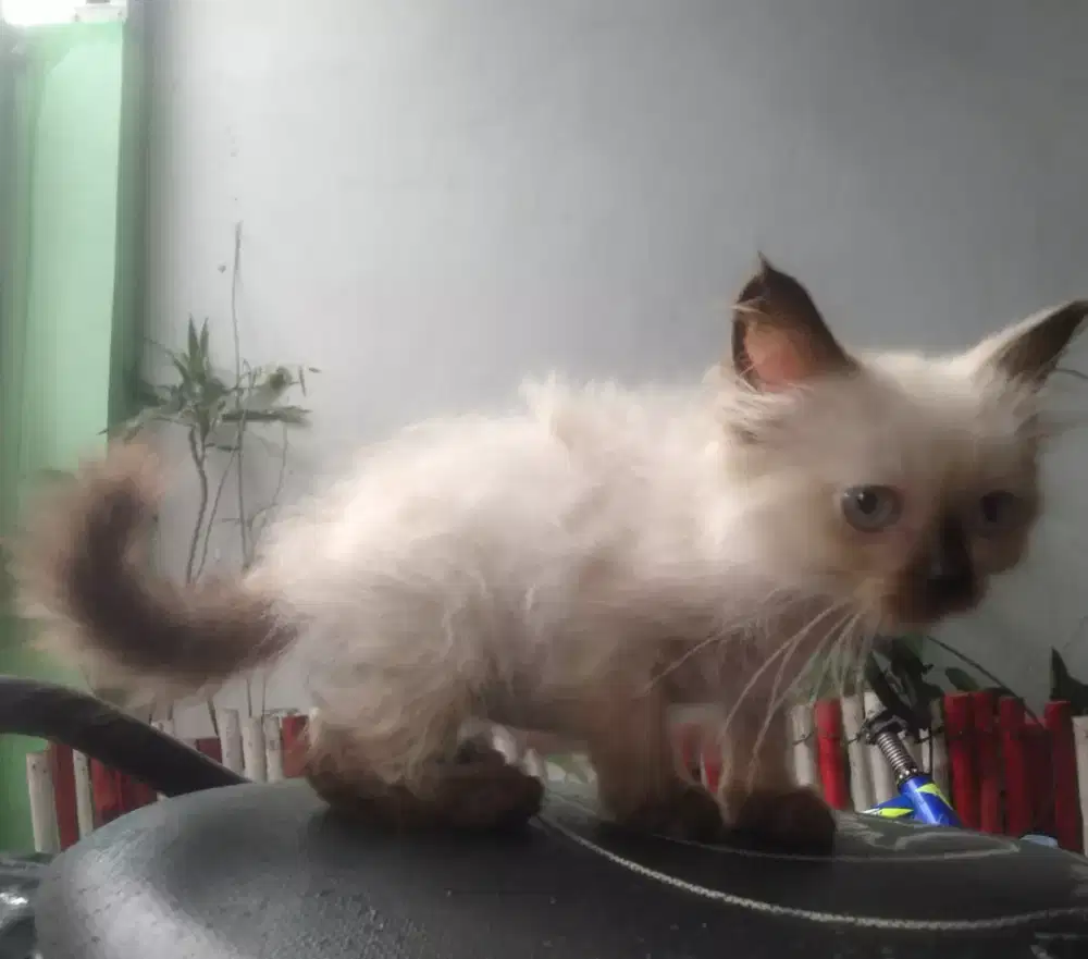 Kitten Himalaya