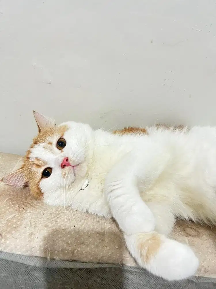 Munchkin NS mix bsh Big Bone Jantan