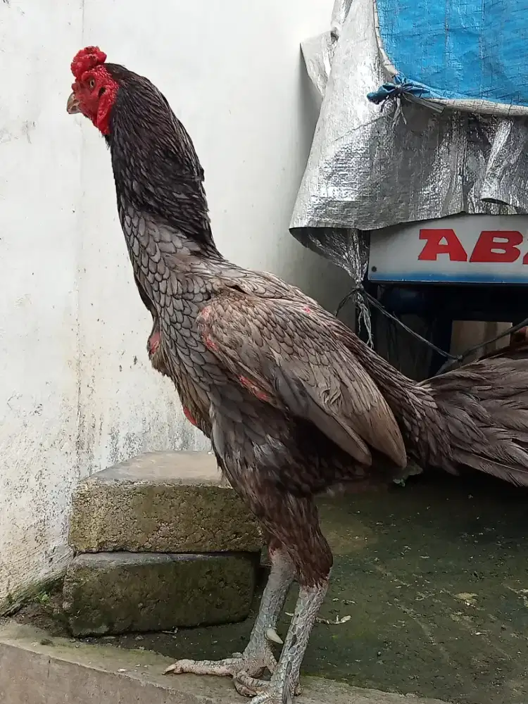 Ayam Bangkok mangon bulbi