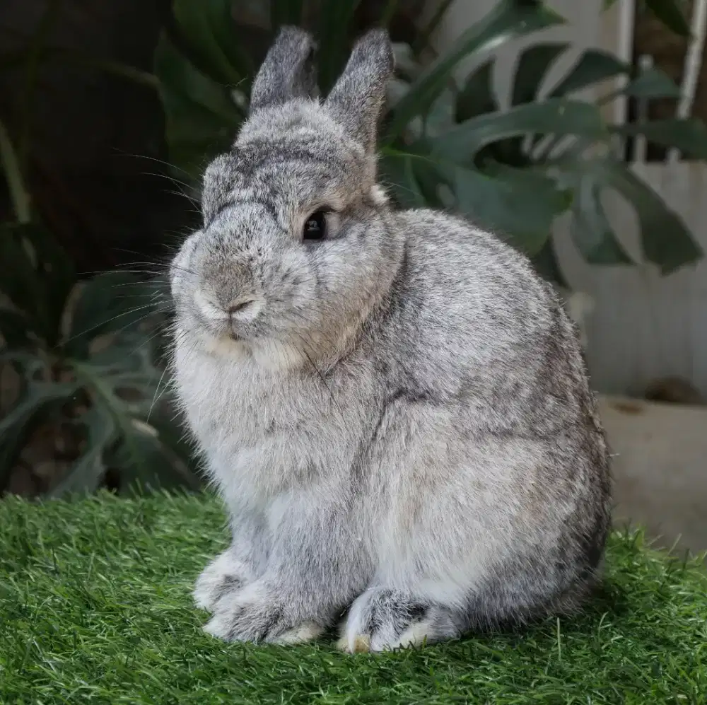 Kelinci mini netherland dwarf