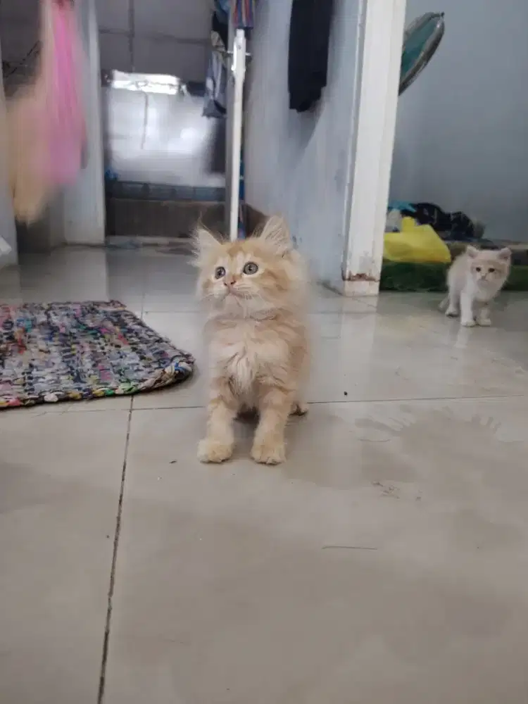 Persia kitten jantan 2,5thn