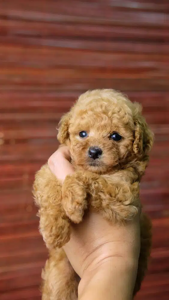 Puppy Toy Poodle Betina Fawn