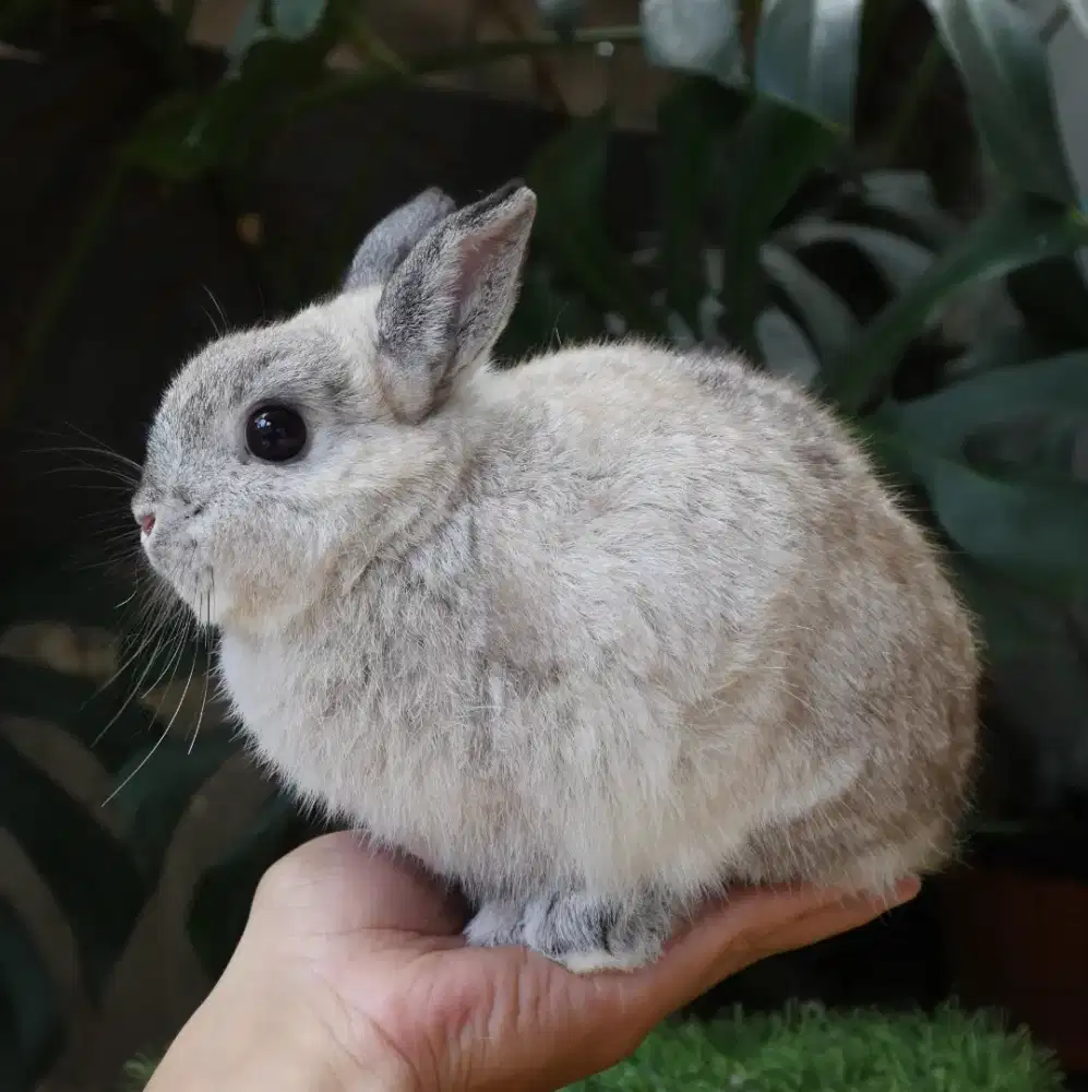Kelinci super Mini netherland dwarf