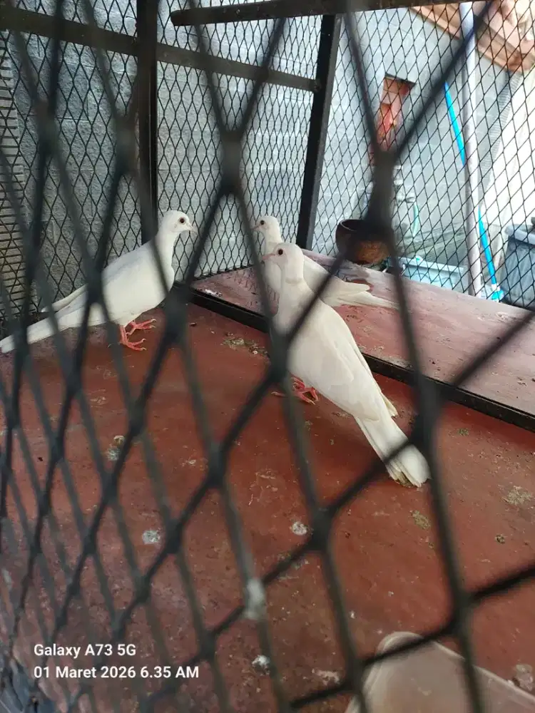 Jual Burung Puter Murah Meriah