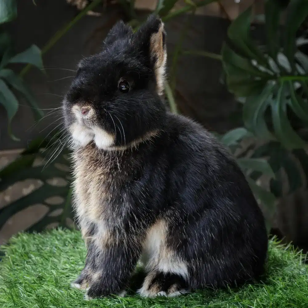 Kelinci mini Netherland Dwarf