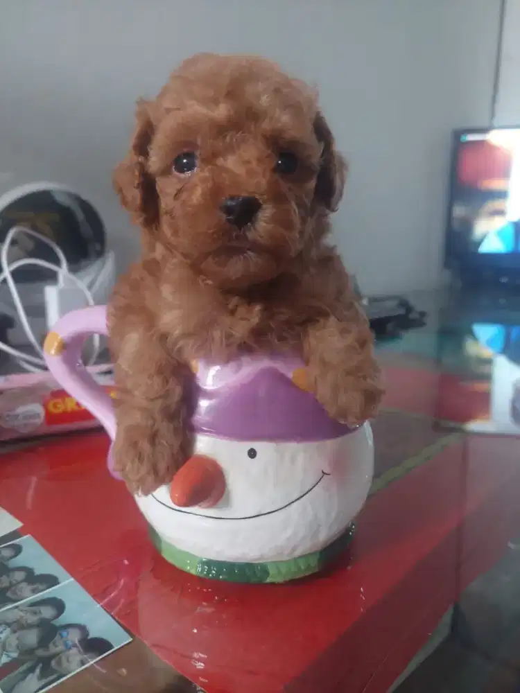 Poodle Tiny 2 bln