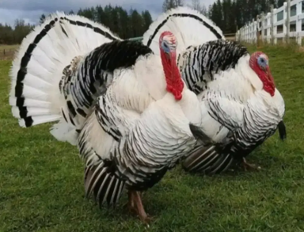 Ayam kalkun dewasa istimewa siap ternak