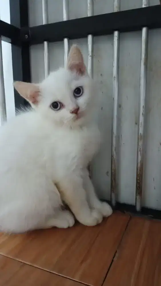 ADOPS KUCING PERSIAN