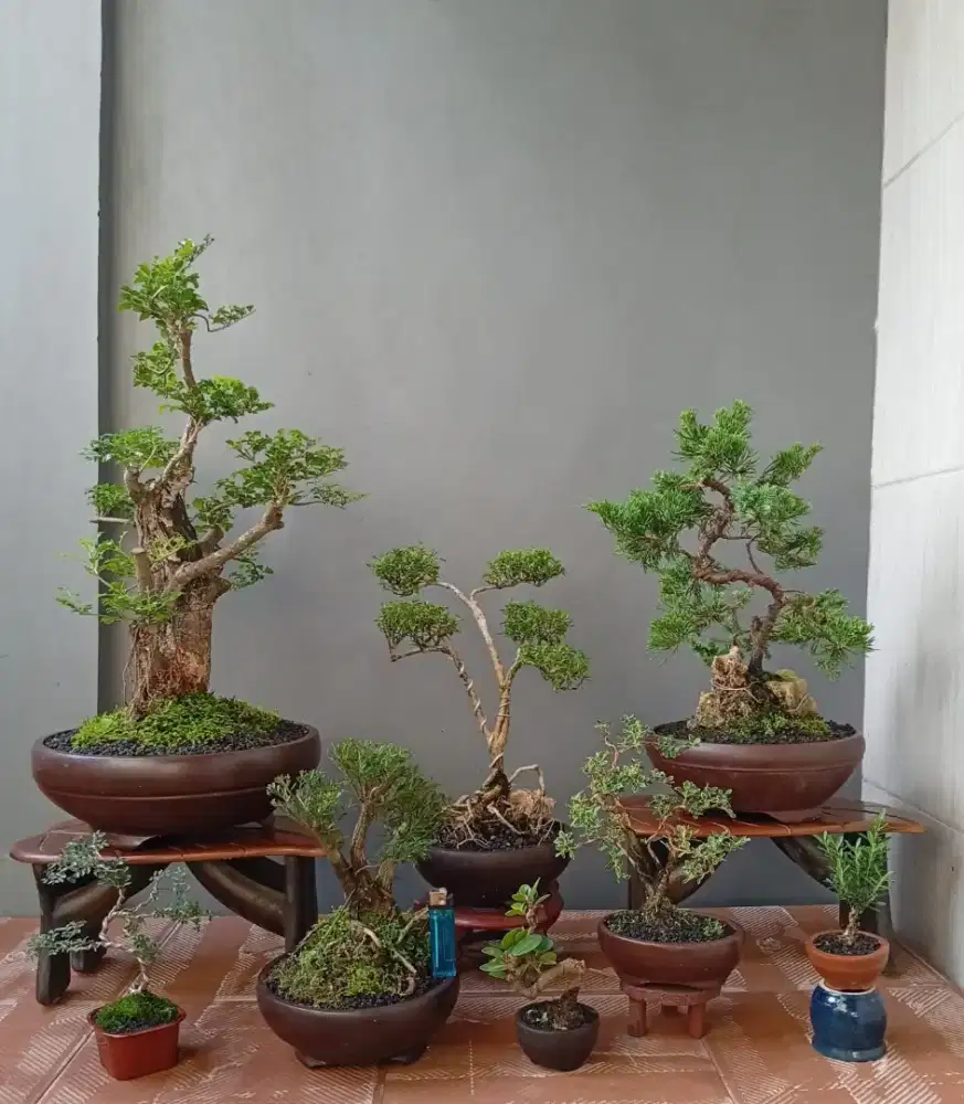 Mini bonsai murah ada 8 pohon
