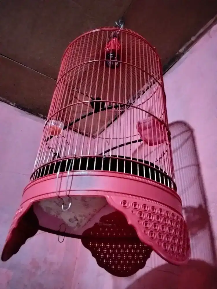 Kandang lakbird (Second rasa baru)