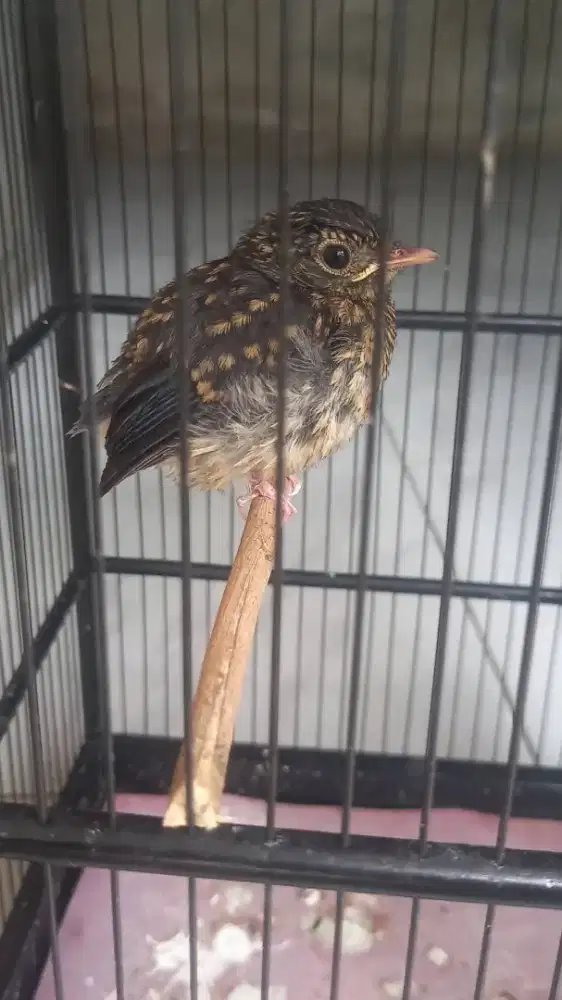 Tledekan gunung asli cianjur