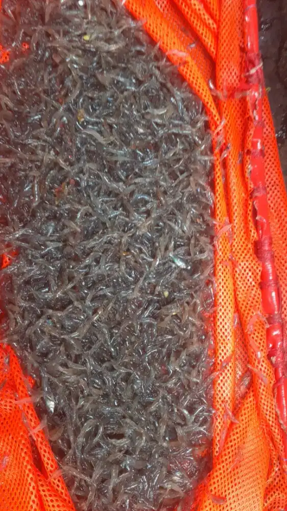 Udang rebon segar / fress