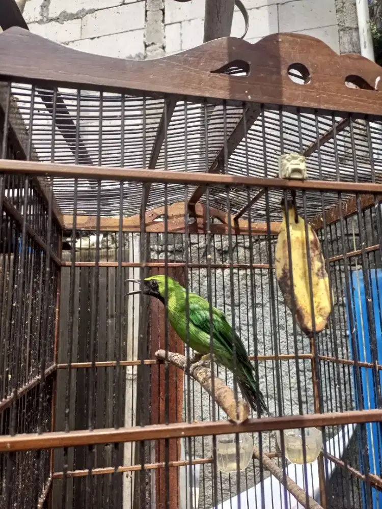 Musuh murai batu jatim