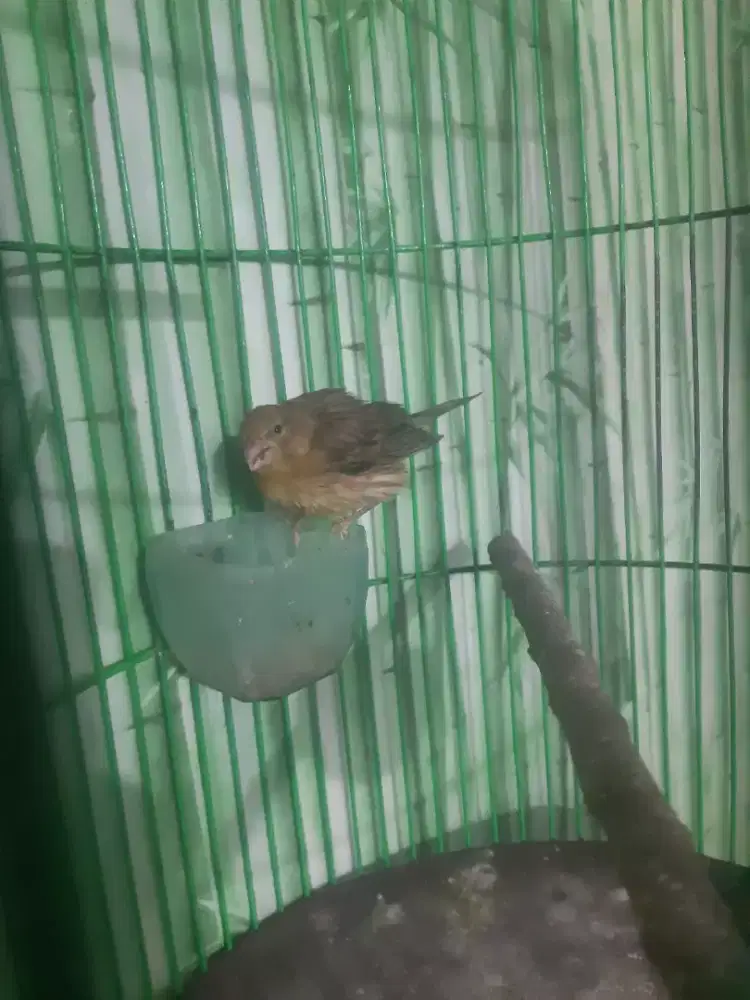 Kenari loper warna gereja