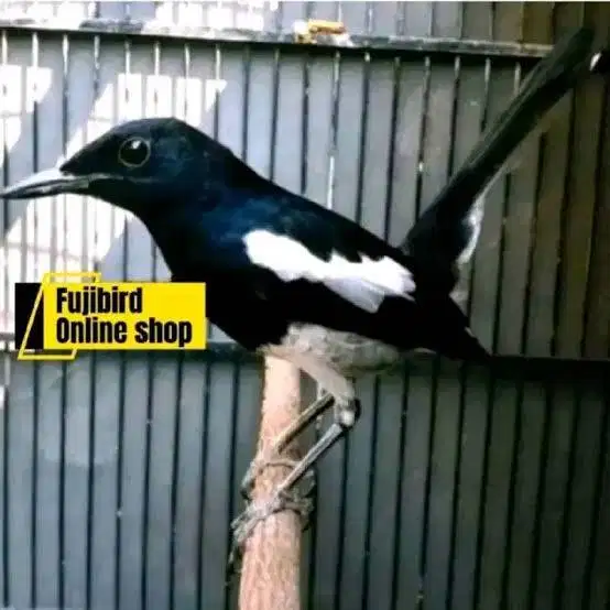 Burung kacer kalimantan