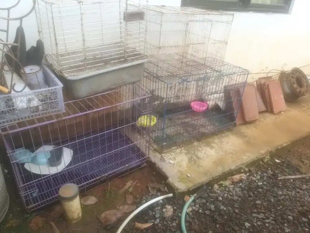 Kandang kucing ada 4