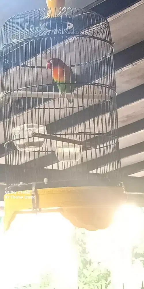 lovebird jantan depok