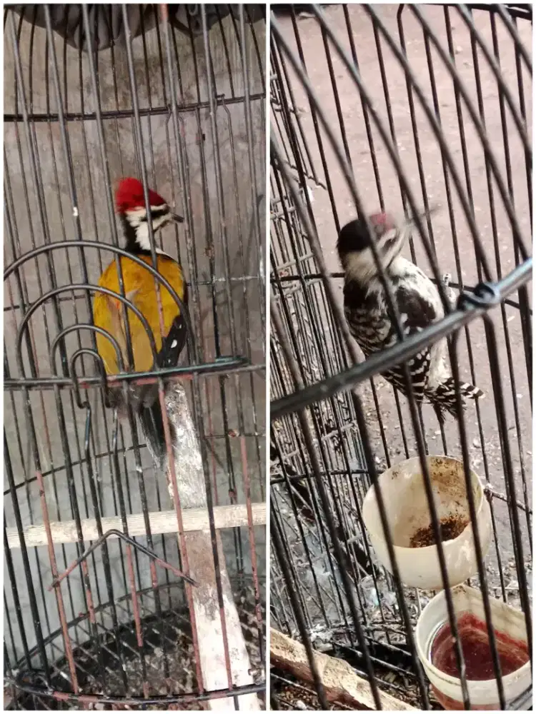 Burung pelatuk sampit vortot