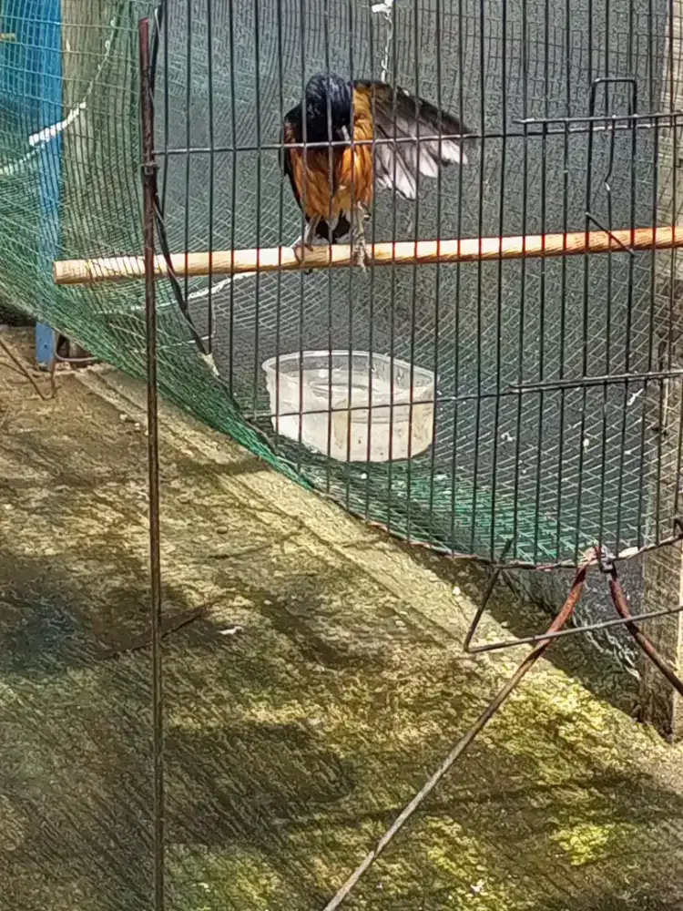 Murai batu dokor gacor