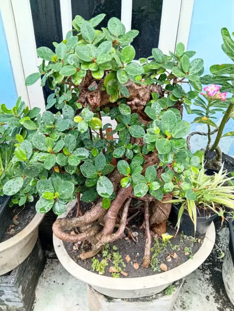 Tanaman Bonsai Daun Dollar