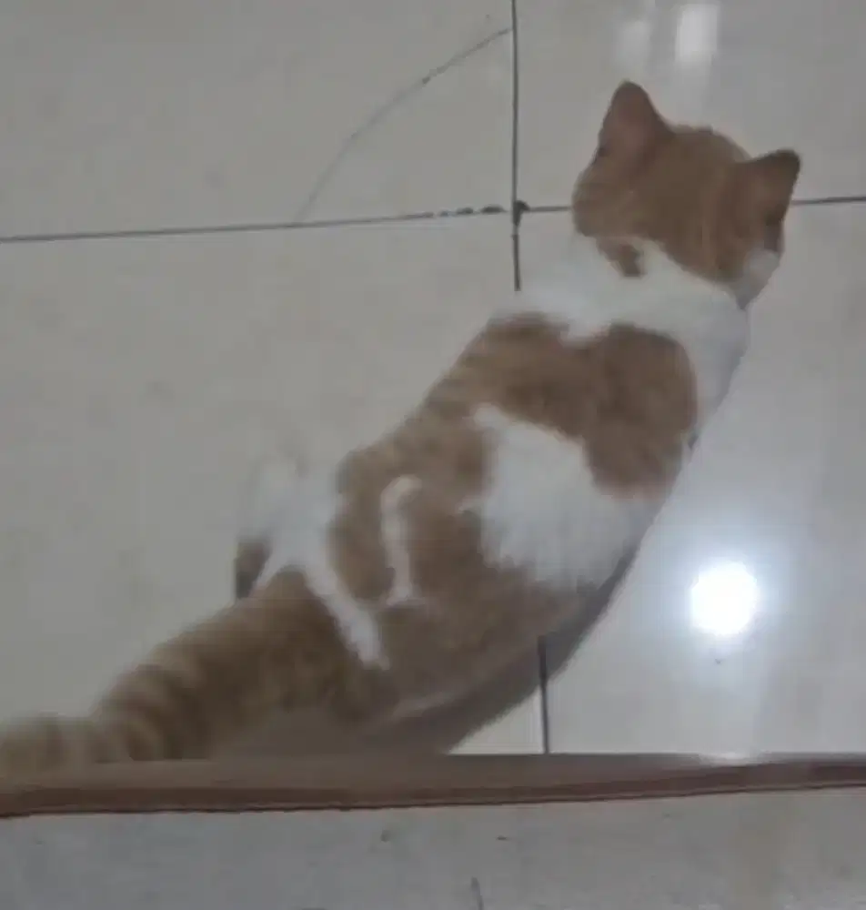 BSH Bico Fawn Jantan Line Cinnamon Import