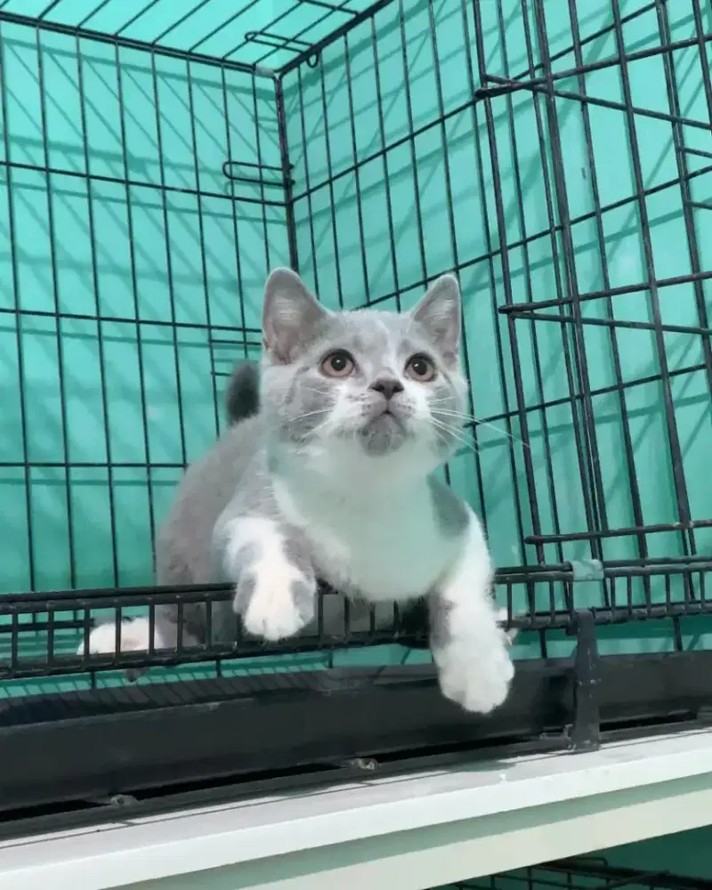 BSH BRITISH SHORTHAIR BICOLOR