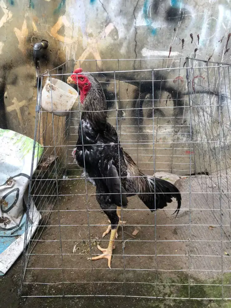 Shamo eropa line nuber