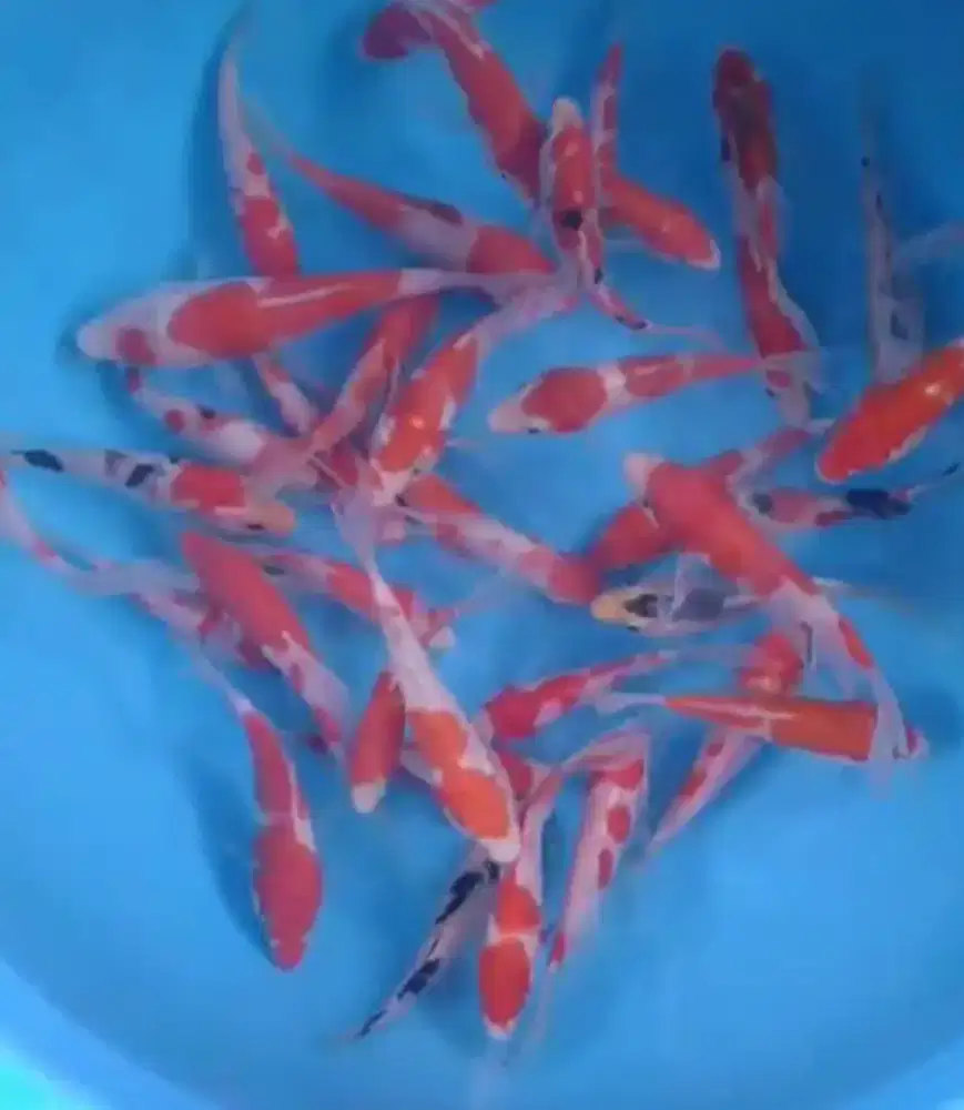Ikan koi size 13_15cm