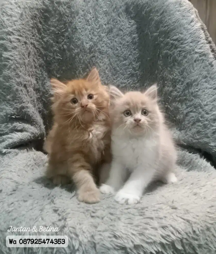 Kucing persia gimbul