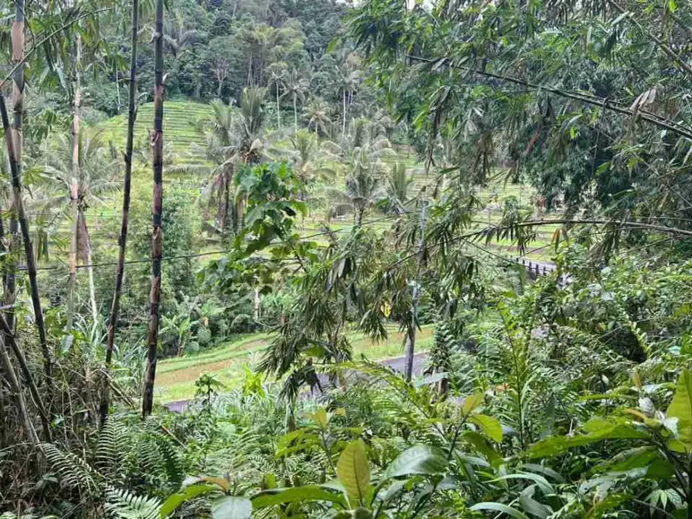 Dijual Tanah Kebun View Sawah Dan Gunung Tabanan Bali
