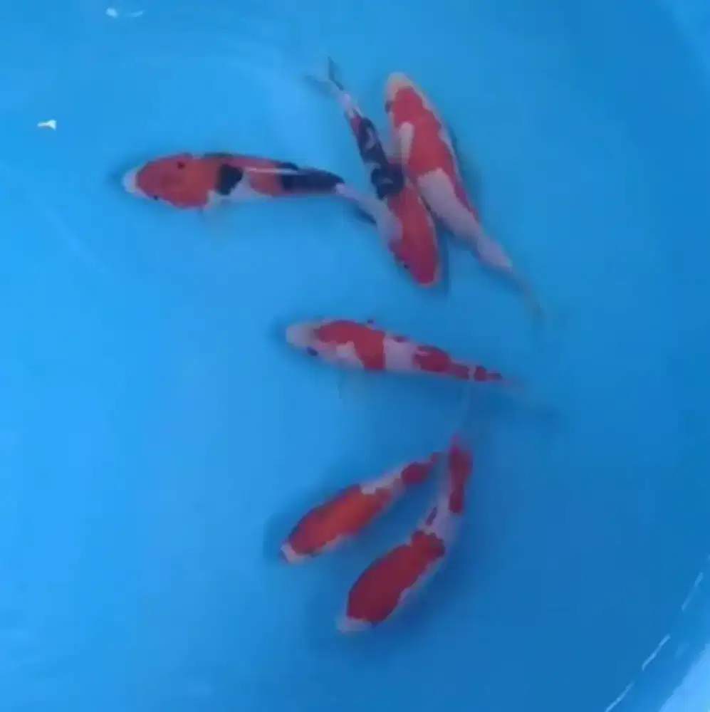 Ikan koi size 15cm