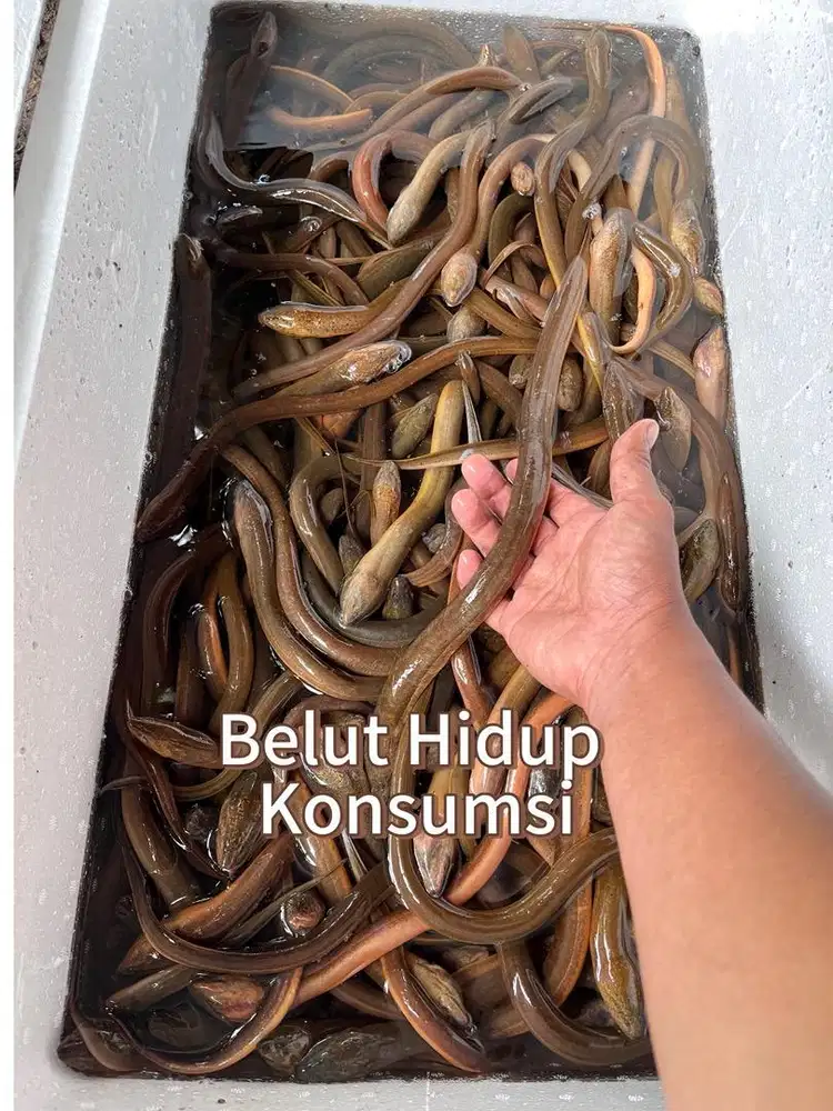 JUAL BELUT SUPER / BELUT KONSUMSI SEGAR