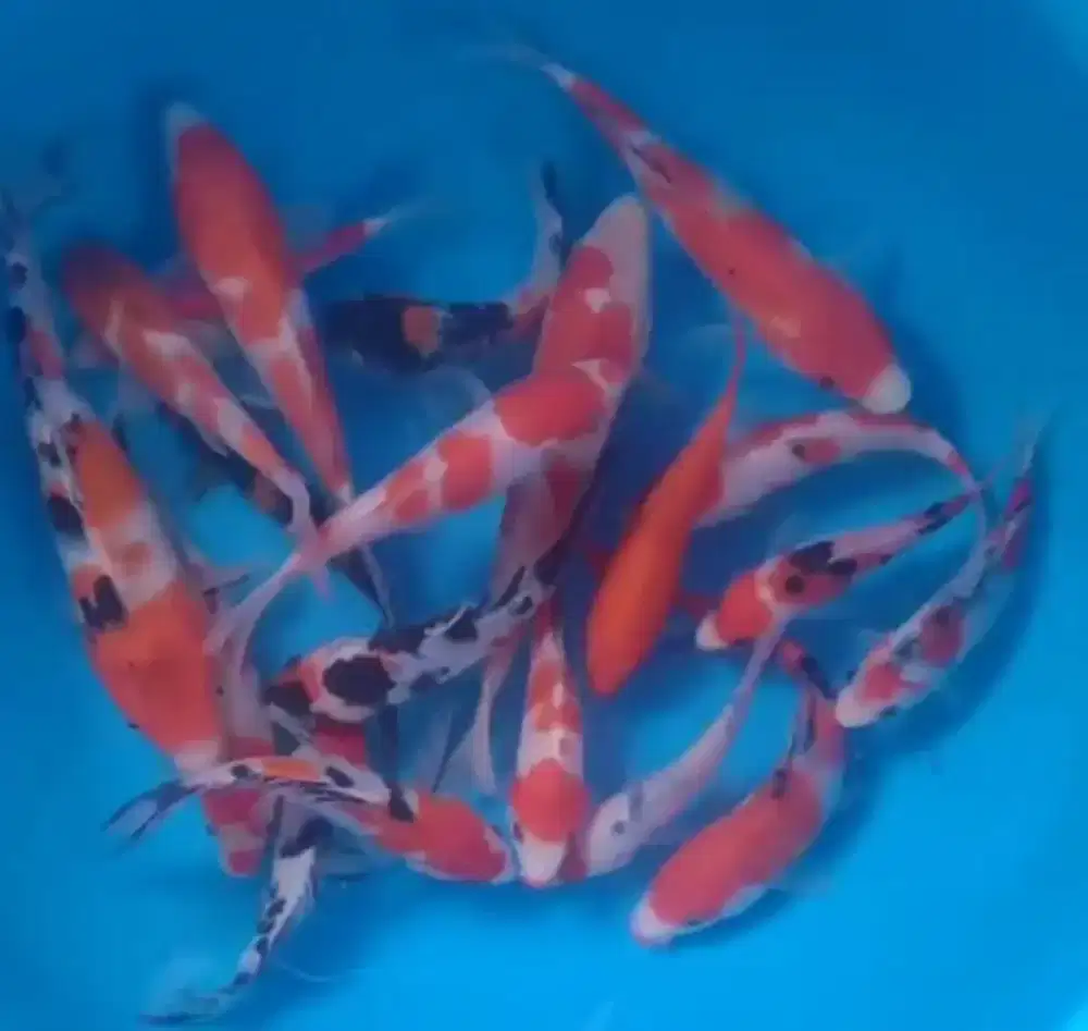 Ikan koi size 15cm