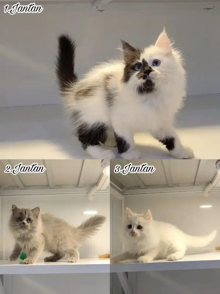 Kucing kitten ras persia longhair gembul