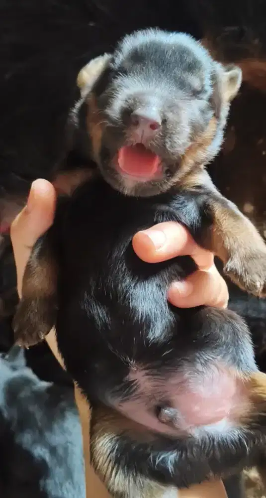 Rottweiler baby