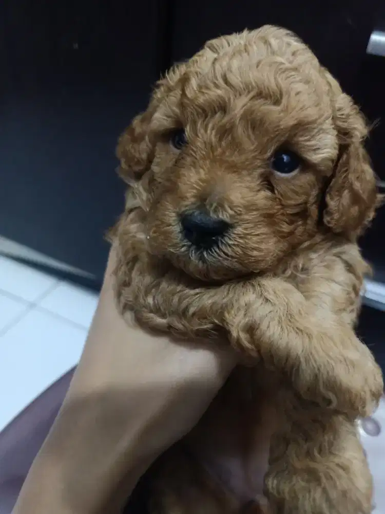 Jual Puppy Red Toy Poodle