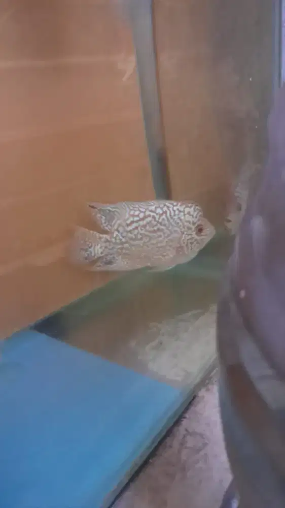 Cencu gb female ukuran 13 cm kurleb