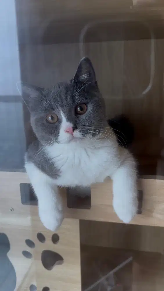 Kucing British Short Hair (BSH) Kitten Bicolor dan Blue Solid