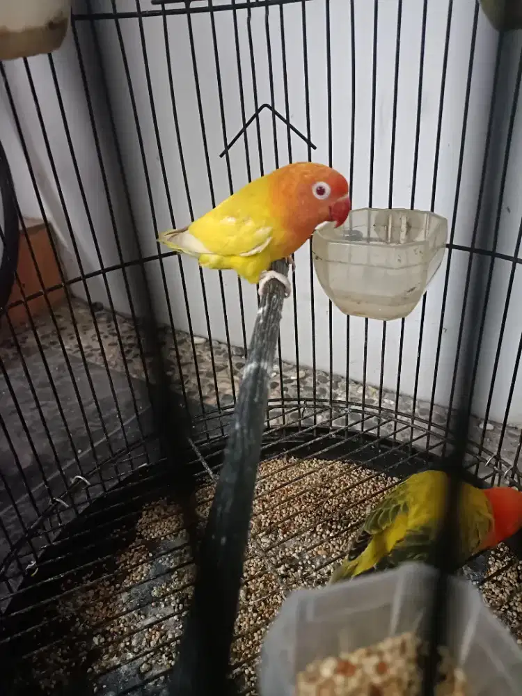 Lovebird lutino mata merah
